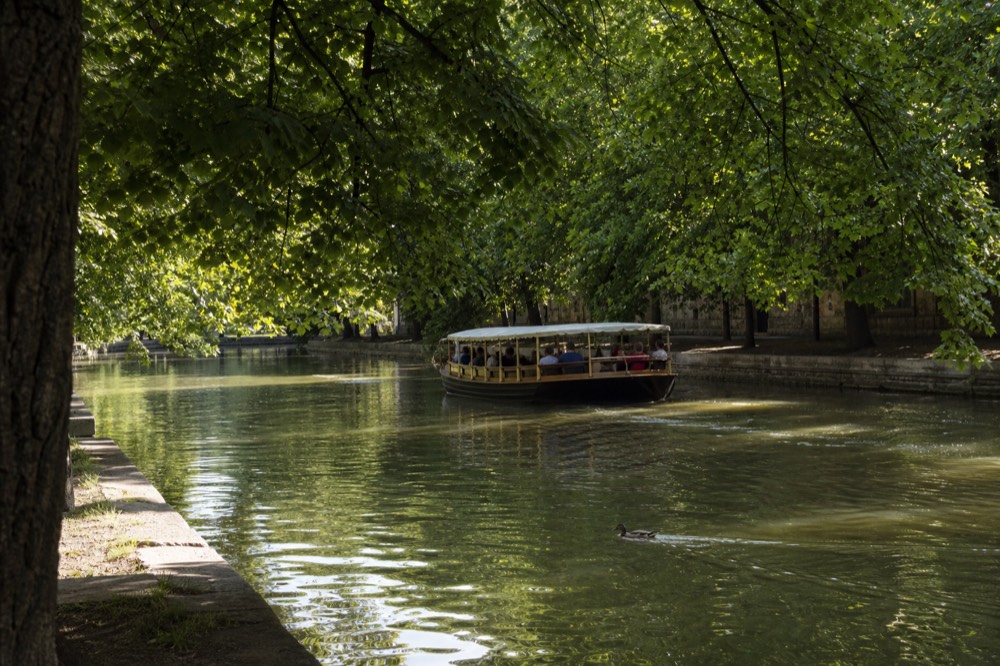 Amsterdam canal lined with leafy trees in summer with a cruise boat passing, no text, no logos, no people